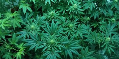 Policjanci zabezpieczyli ponad 2 tyś krzaków konopi indyjskich w powiecie legionowskim