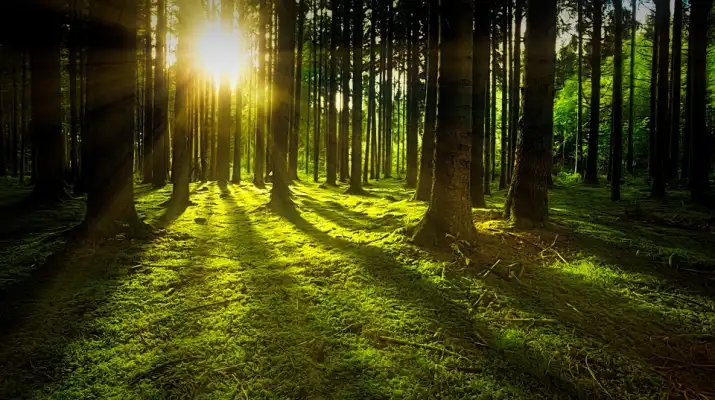Zakaz wstępu do lasów na terenie Nadleśnictwa Jabłonna