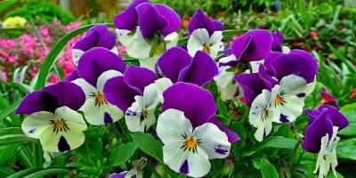 Festiwal Kwiatów i Zieleni w Legionowie