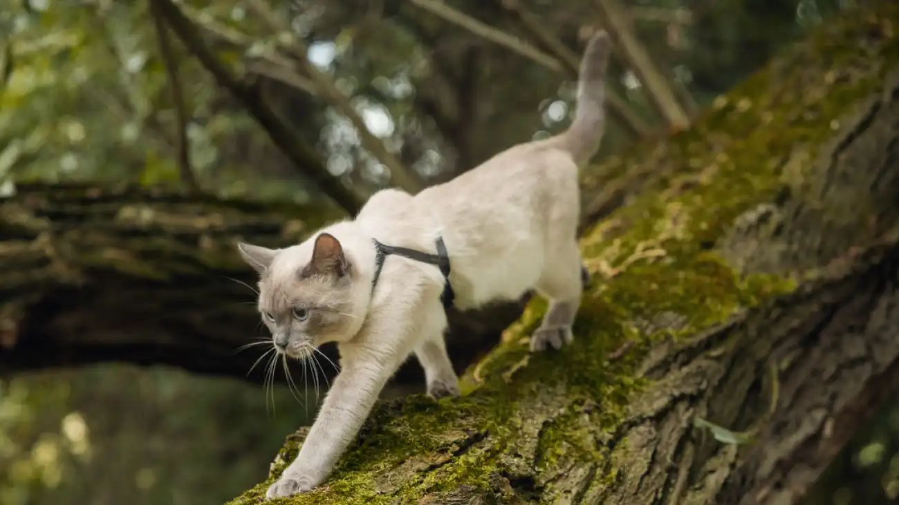 Kot chodzący po drzewie