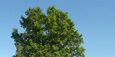 Dąb Eligiusz - kolejny pomnik przyrody w Legionowie