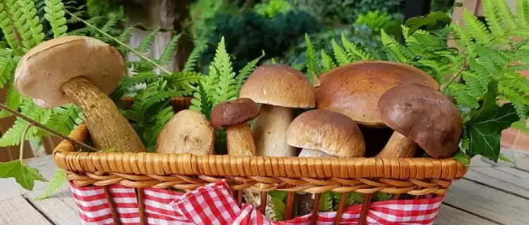 Grzyby w diecie dziecka. Od jakiego wieku można podawać dzieciom grzyby?