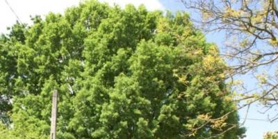 Nowy pomnik przyrody w Legionowie - dąb GRYF