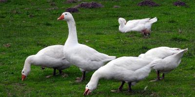 Festiwal Gęsiny 2018 w Legionowie [Program]