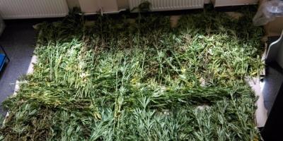 805 krzaków konopi indyjskich zabezpieczonych