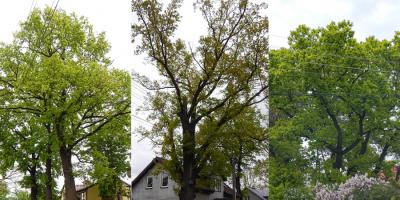 Kolejne legionowskie pomniki przyrody