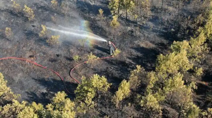 29 zastępów straży pożarnej i 113 ratowników gasiło wczorajszy pożar lasu przy ul. Zakopiańskiej