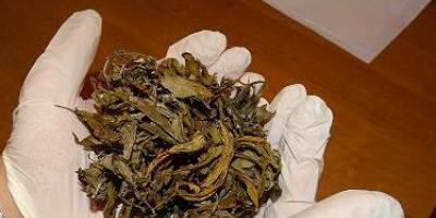 Kolejny nastolatek z Legionowa z marihuaną zatrzymany