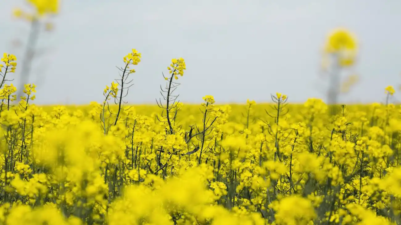 Przetacznik perski – skuteczne zwalczanie w uprawach rzepaku ozimego