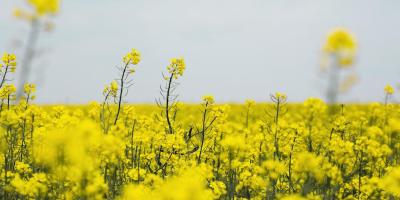 Przetacznik perski – skuteczne zwalczanie w uprawach rzepaku ozimego