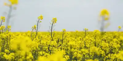 Przetacznik perski – skuteczne zwalczanie w uprawach rzepaku ozimego
