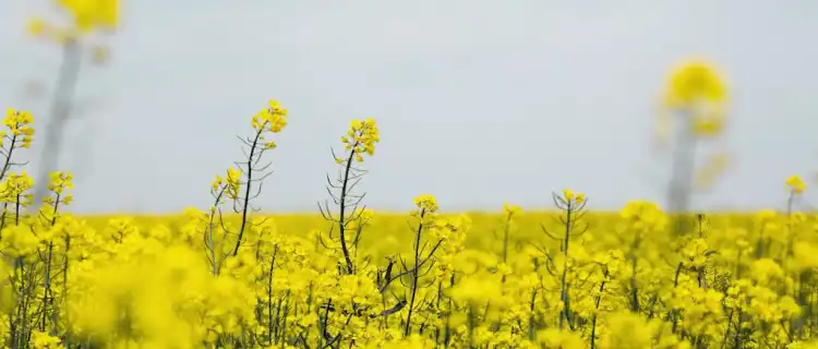 Przetacznik perski – skuteczne zwalczanie w uprawach rzepaku ozimego