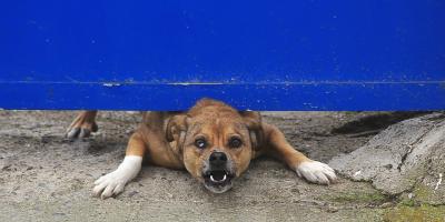 5 tysięcy - nawet tyle może zapłacić właściciel psa bez smyczy i kagańca!