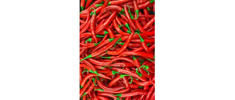 Marynowane papryczki chilli 