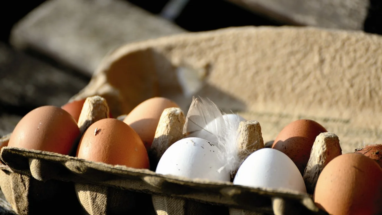 Salmonella na jajkach z Biedronki. GIS wydał ostrzeżenie
