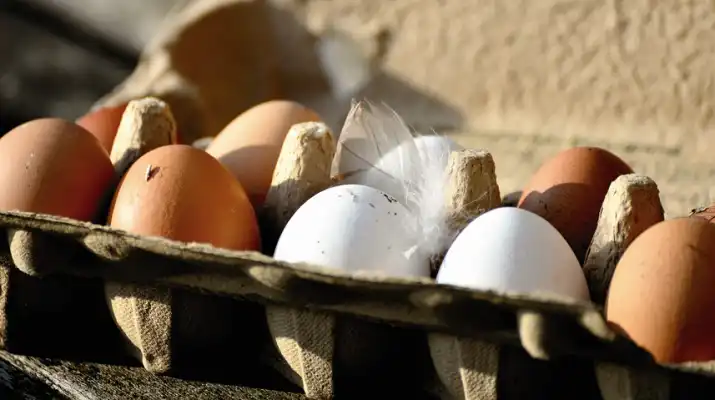 Salmonella na jajkach z Biedronki. GIS wydał ostrzeżenie