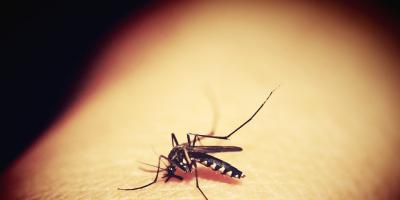 Komary atakują powiat legionowski. Jakie są sposoby na komary?