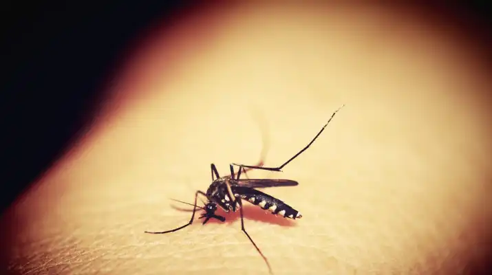 Komary atakują powiat legionowski. Jakie są sposoby na komary?