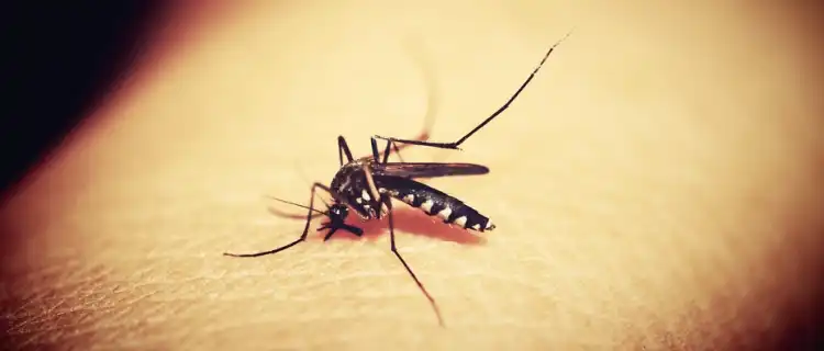 Komary atakują powiat legionowski. Jakie są sposoby na komary?