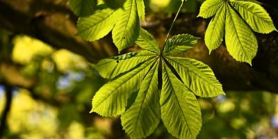 Ratujmy kasztanowce w Legionowie. Pokonajmy szrotówka kasztanowcowiaczka!