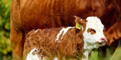 Jak wygląda i w jaki sposób założyć hodowlę cieląt