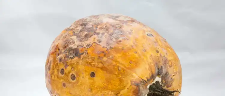 Zatrucie pleśnią. Kiedy żywność staje się zagrożeniem?