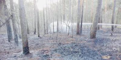15 jednostek straży gasi pożar lasu w Legionowie. Działania wspomaga samolot