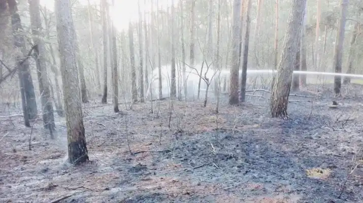 15 jednostek straży gasi pożar lasu w Legionowie. Działania wspomaga samolot