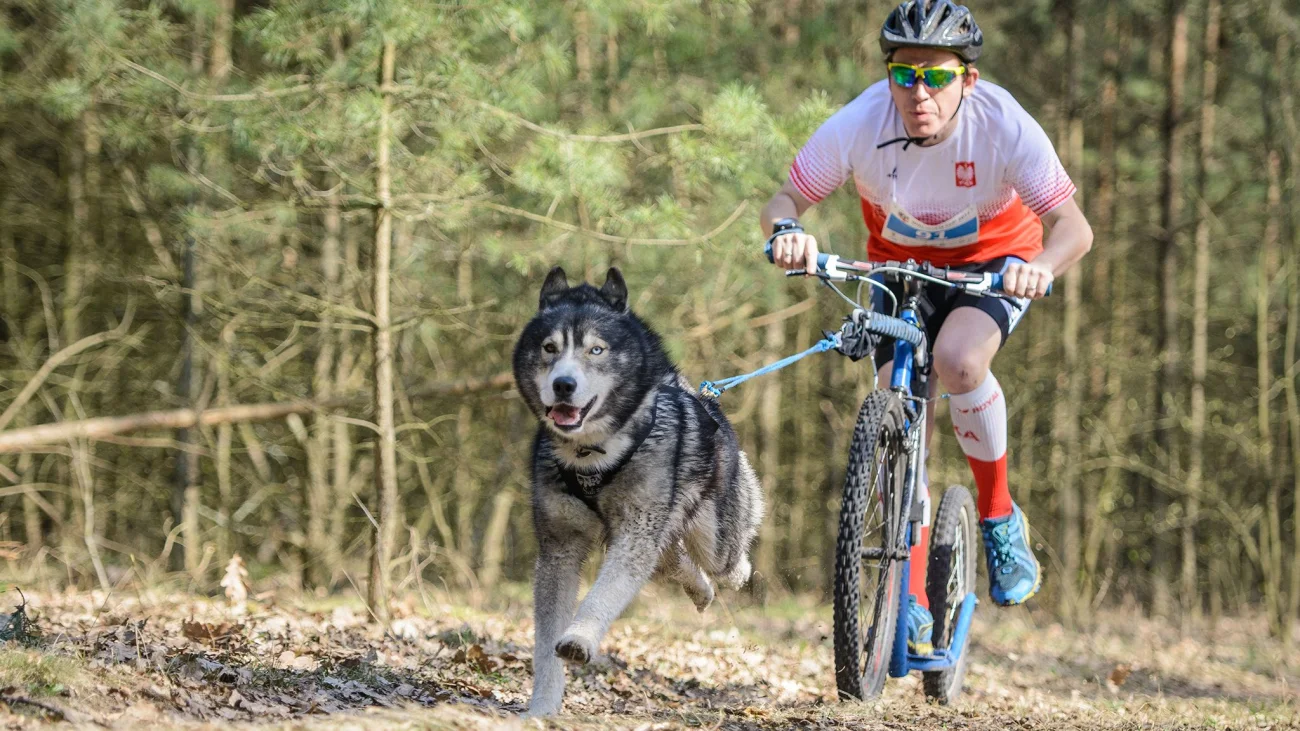 Wyścigi psich zaprzęgów - WIELISZEW CUP 2018 - już w najbliższy weekend