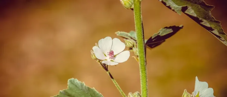 Prawoślaz lekarski. Naturalny sojusznik twojej odporności