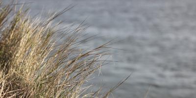 Sinice w powiecie legionowskim. Obowiązuje zakaz kąpieli