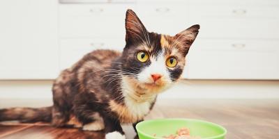 Miski dla zwierząt – jakie wybrać?