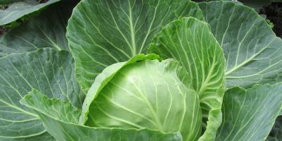 Dwa produkty z asortymentu sieci Lidl wycofane. 