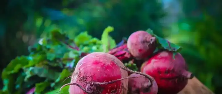 Zupa krem z buraków