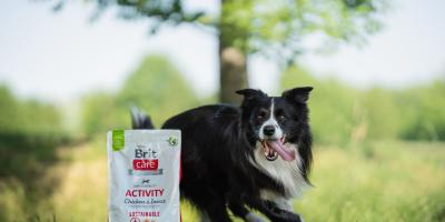 Czy karma dla psów średnich ras wystarcza psom o bardzo dużej aktywności fizycznej?