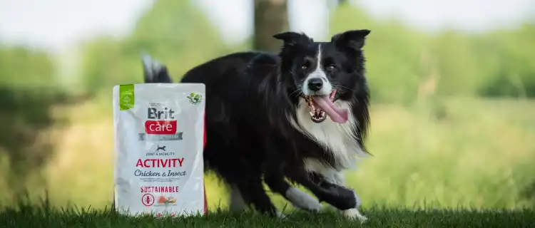 Czy karma dla psów średnich ras wystarcza psom o bardzo dużej aktywności fizycznej?