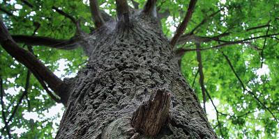 Wieliszew. Pielęgnują pomniki przyrody