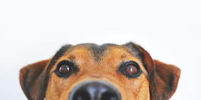 Z miłości do Bezdomniaków w Nowym Dworze Mazowieckim