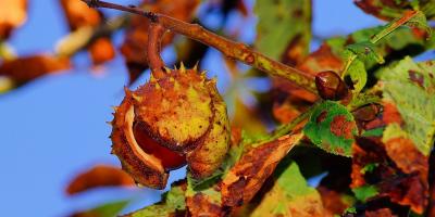 Ochrona kasztanowców w Legionowie