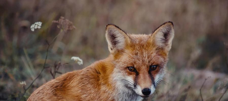 Rudy lis wśród leśnej roślinności — zdjęcie ilustracyjne