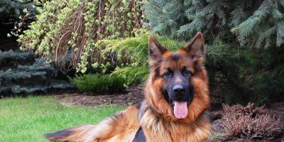 Właścicielu posprzątaj po swoim pupilu! 