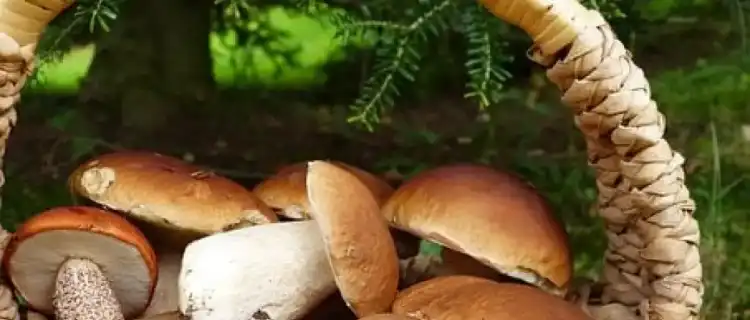 Jak zrobić sos z leśnych świeżych grzybów?