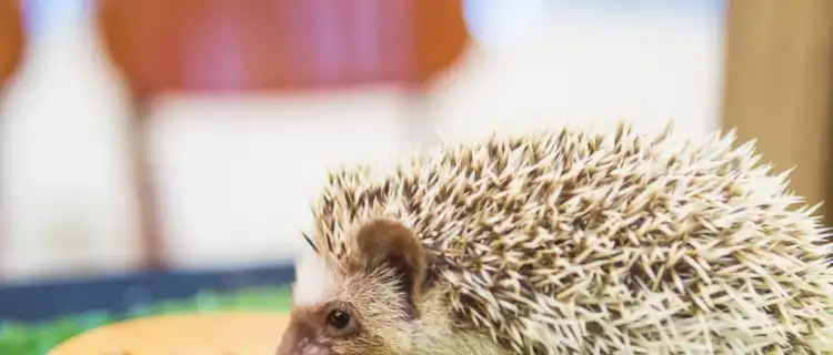 Dzień Jeża. Zdrowa dieta dla naszych Kolczastych przyjaciół.