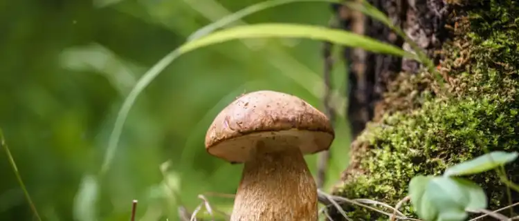 Siedem najzdrowszych polskich grzybów. Kopalnie witamin i naturalne antybiotyki.