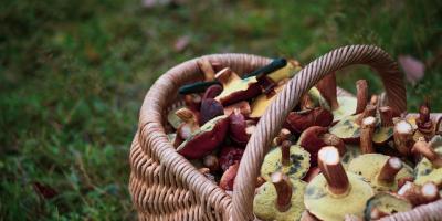 Jak być bezpiecznym podczas grzybobrania? - cenne wskazówki dla Ciebie